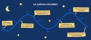 Illustration du rythme circadien du cerveau humain influencé par le cycle jour et nuit